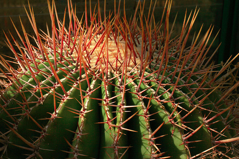 Ferocactus emoryi subsp. rectispinus